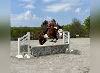 American Quarter Horse, Castrone, 7 Anni, 152 cm, Tobiano-tutti i colori