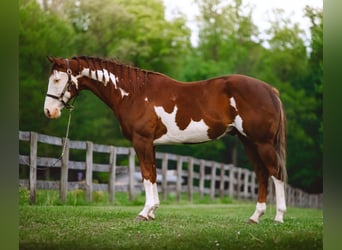American Quarter Horse, Castrone, 7 Anni, 152 cm, Tobiano-tutti i colori