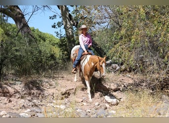 American Quarter Horse, Castrone, 7 Anni, 152 cm, Tobiano-tutti i colori