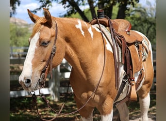 American Quarter Horse, Castrone, 7 Anni, 152 cm, Tobiano-tutti i colori