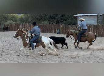 American Quarter Horse, Castrone, 7 Anni, 152 cm, Tobiano-tutti i colori