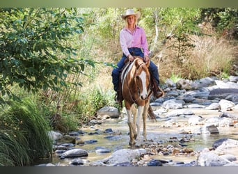 American Quarter Horse, Castrone, 7 Anni, 152 cm, Tobiano-tutti i colori