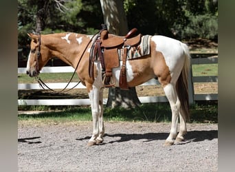 American Quarter Horse, Castrone, 7 Anni, 152 cm, Tobiano-tutti i colori