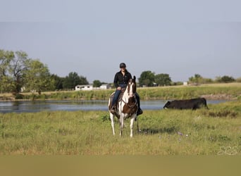 American Quarter Horse, Castrone, 7 Anni, 152 cm, Tobiano-tutti i colori