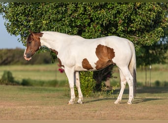 American Quarter Horse, Castrone, 7 Anni, 152 cm, Tobiano-tutti i colori