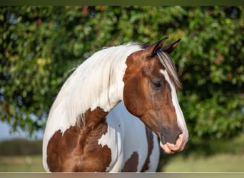 American Quarter Horse, Castrone, 7 Anni, 152 cm, Tobiano-tutti i colori