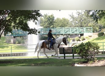 American Quarter Horse, Castrone, 7 Anni, 152 cm, Tobiano-tutti i colori