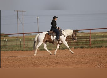 American Quarter Horse, Castrone, 7 Anni, 152 cm, Tobiano-tutti i colori