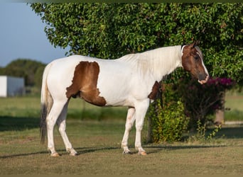 American Quarter Horse, Castrone, 7 Anni, 152 cm, Tobiano-tutti i colori