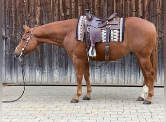 American Quarter Horse, Castrone, 7 Anni, 154 cm, Red dun