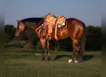 American Quarter Horse, Castrone, 7 Anni, 155 cm, Baio ciliegia