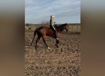 American Quarter Horse, Castrone, 7 Anni, 155 cm, Baio ciliegia