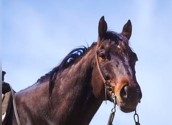 American Quarter Horse, Castrone, 7 Anni, 155 cm, Baio ciliegia