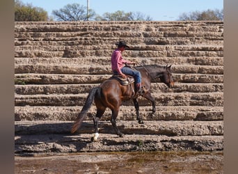 American Quarter Horse, Castrone, 7 Anni, 155 cm, Baio ciliegia