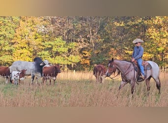 American Quarter Horse, Castrone, 7 Anni, 155 cm, Baio roano