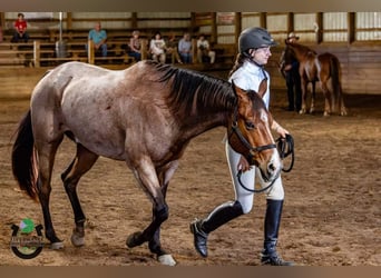 American Quarter Horse, Castrone, 7 Anni, 155 cm, Baio roano