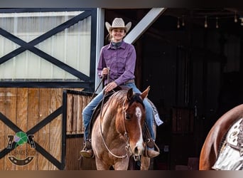 American Quarter Horse, Castrone, 7 Anni, 155 cm, Baio roano