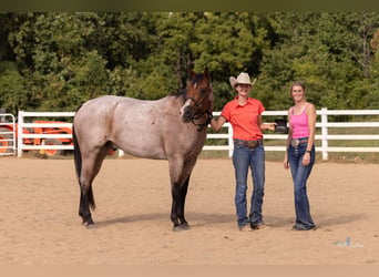 American Quarter Horse, Castrone, 7 Anni, 155 cm, Baio roano