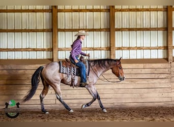 American Quarter Horse, Castrone, 7 Anni, 155 cm, Baio roano