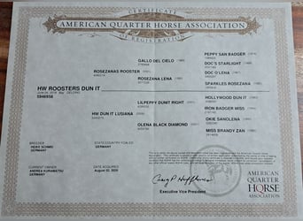 American Quarter Horse, Castrone, 7 Anni, 155 cm, Baio scuro