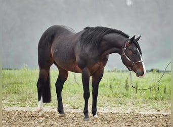American Quarter Horse, Castrone, 7 Anni, 155 cm, Baio scuro