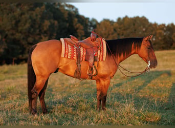 American Quarter Horse, Castrone, 7 Anni, 155 cm, Falbo