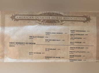 American Quarter Horse, Castrone, 7 Anni, 155 cm, Falbo