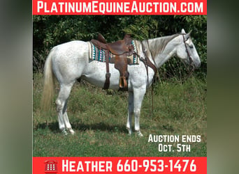 American Quarter Horse, Castrone, 7 Anni, 155 cm, Grigio