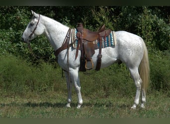 American Quarter Horse, Castrone, 7 Anni, 155 cm, Grigio