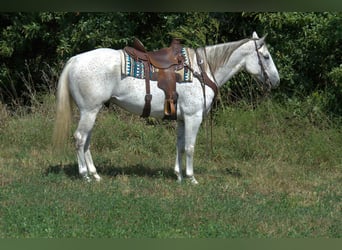 American Quarter Horse, Castrone, 7 Anni, 155 cm, Grigio