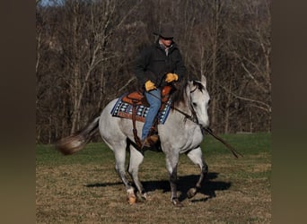 American Quarter Horse, Castrone, 7 Anni, 155 cm, Grigio pezzato