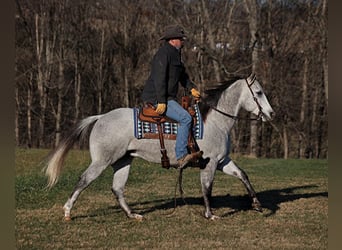 American Quarter Horse, Castrone, 7 Anni, 155 cm, Grigio pezzato