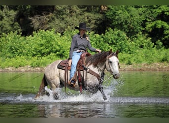 American Quarter Horse, Castrone, 7 Anni, 155 cm, Grigio