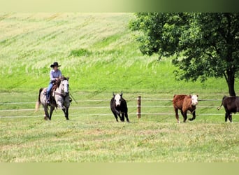 American Quarter Horse, Castrone, 7 Anni, 155 cm, Grigio