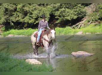 American Quarter Horse, Castrone, 7 Anni, 155 cm, Grigio