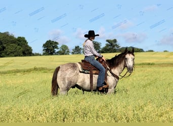 American Quarter Horse, Castrone, 7 Anni, 155 cm, Grigio