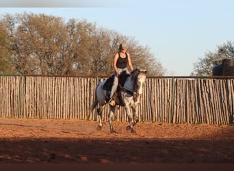 American Quarter Horse, Castrone, 7 Anni, 155 cm, Morello