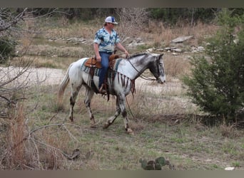 American Quarter Horse, Castrone, 7 Anni, 155 cm, Morello