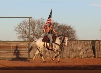 American Quarter Horse, Castrone, 7 Anni, 155 cm, Morello