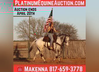 American Quarter Horse, Castrone, 7 Anni, 155 cm, Morello