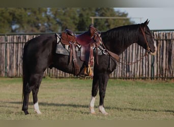 American Quarter Horse, Castrone, 7 Anni, 155 cm, Morello