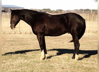 American Quarter Horse, Castrone, 7 Anni, 155 cm, Morello