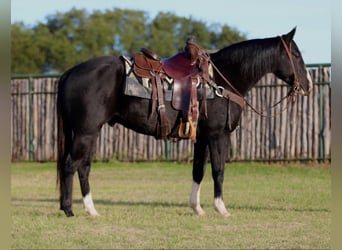 American Quarter Horse, Castrone, 7 Anni, 155 cm, Morello