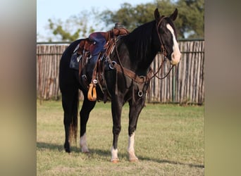 American Quarter Horse, Castrone, 7 Anni, 155 cm, Morello