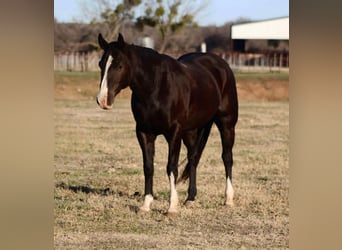 American Quarter Horse, Castrone, 7 Anni, 155 cm, Morello