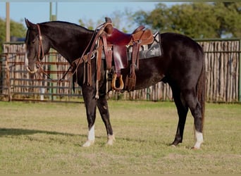 American Quarter Horse, Castrone, 7 Anni, 155 cm, Morello