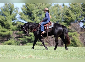American Quarter Horse, Castrone, 7 Anni, 155 cm, Morello