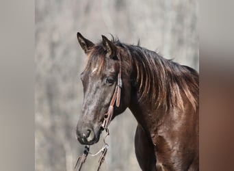 American Quarter Horse, Castrone, 7 Anni, 155 cm, Morello