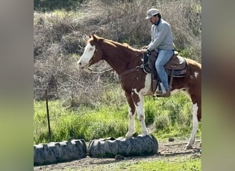 American Quarter Horse, Castrone, 7 Anni, 155 cm, Overo-tutti i colori