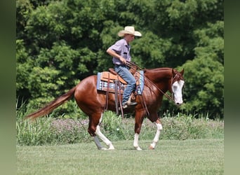 American Quarter Horse, Castrone, 7 Anni, 155 cm, Overo-tutti i colori